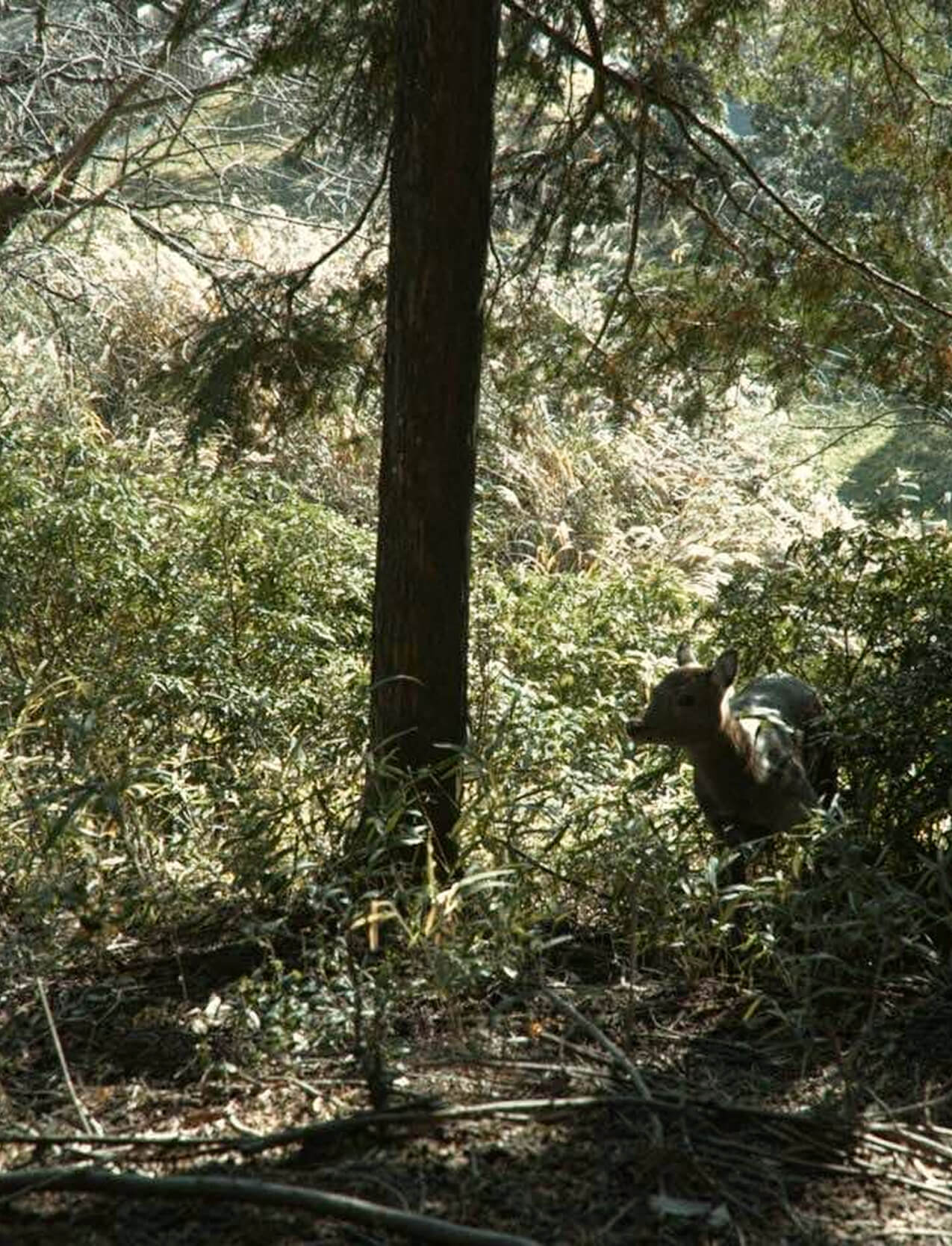 里山と共生する狩猟