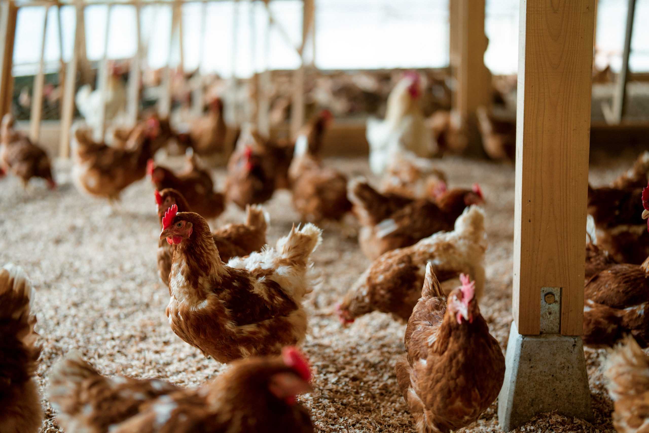 鶏が鶏舎を駆け回る様子