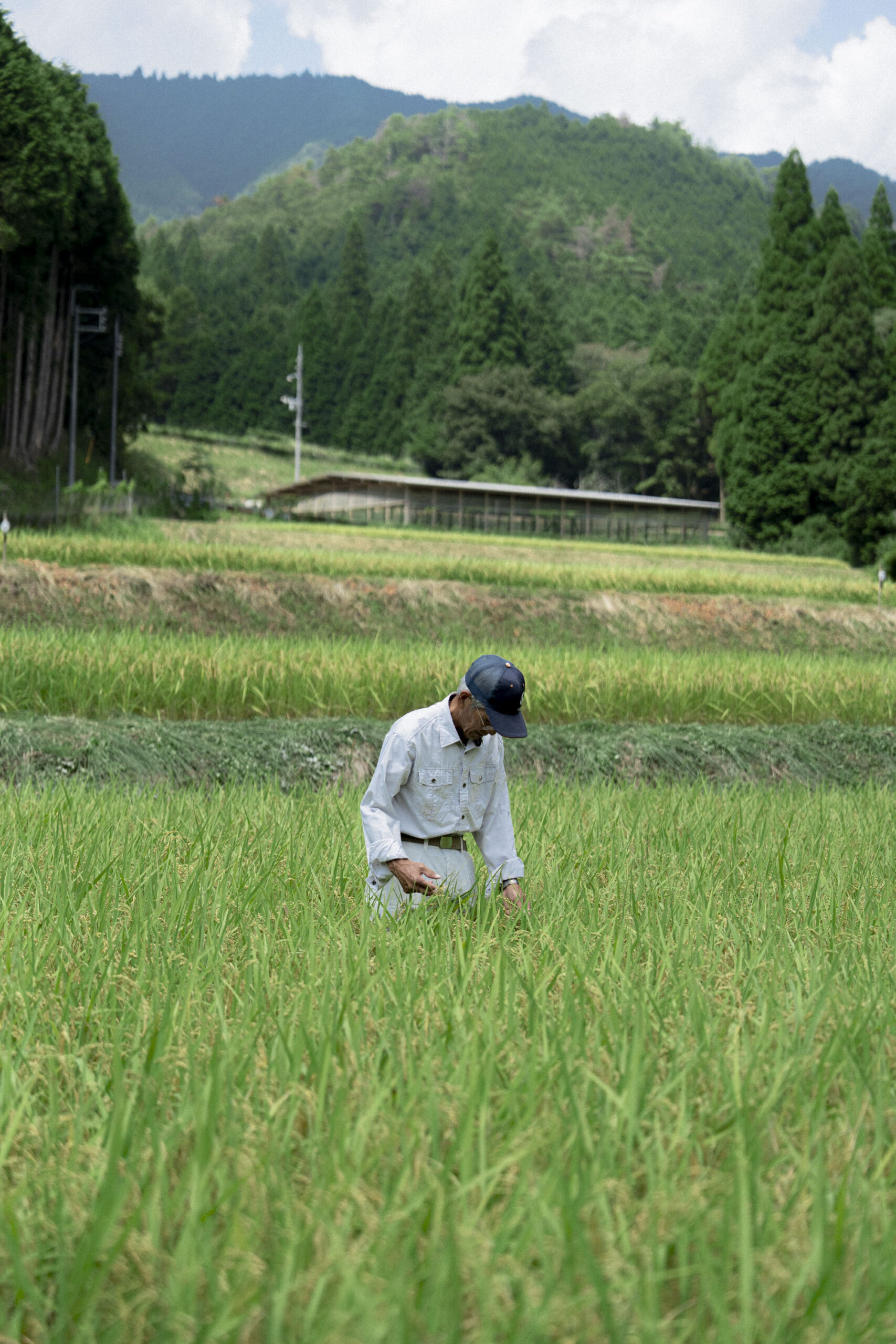 点々の新米卵かけご飯セット