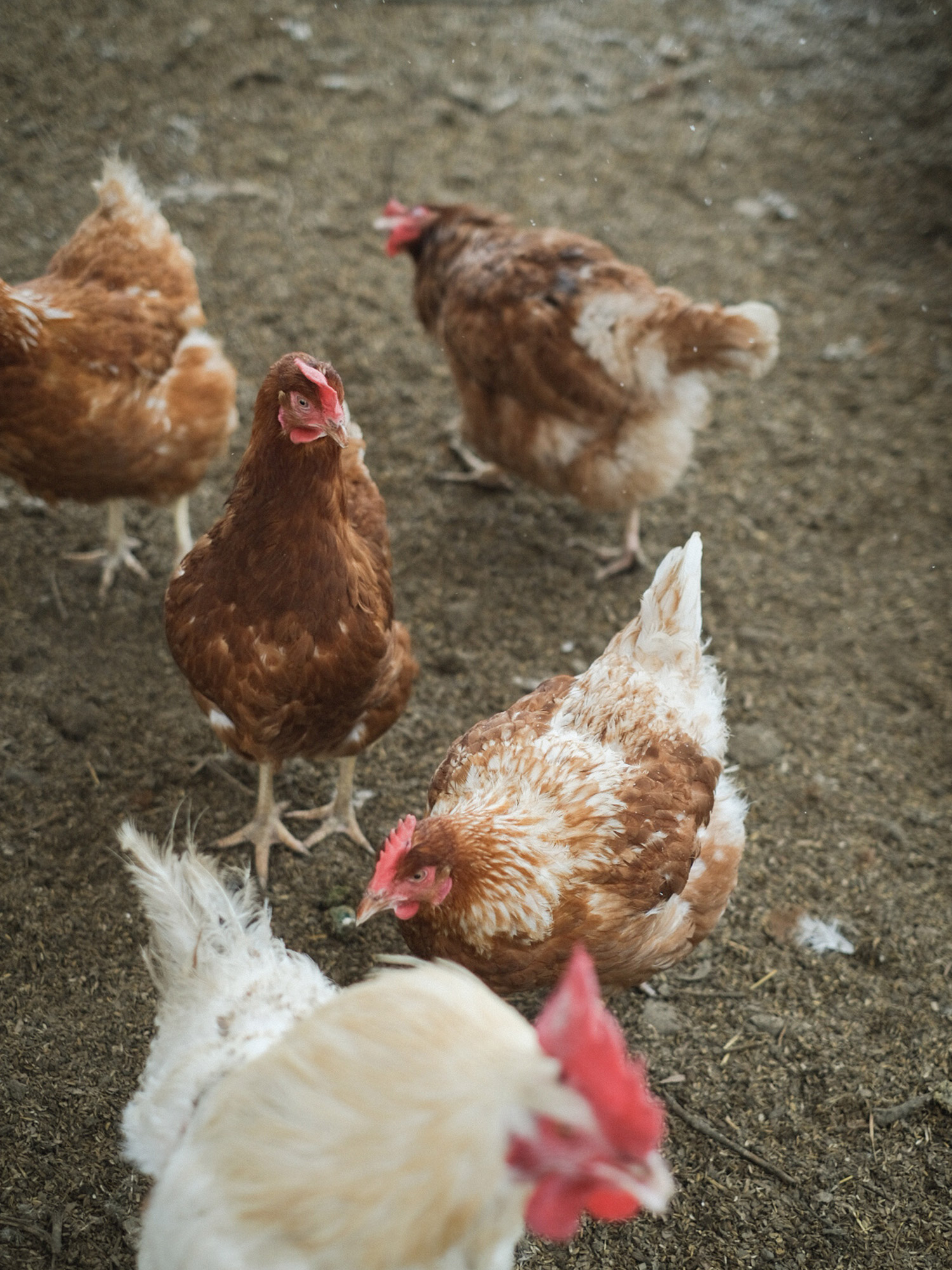 点々の卵の定期購入
